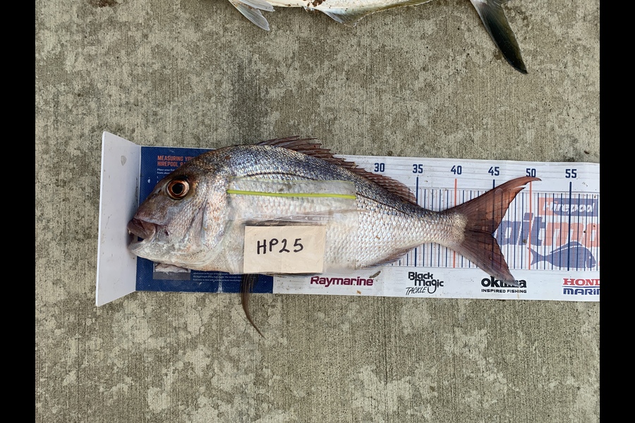 Mark Piskulic caught this 44.5cm Snapper at Northland during The Hirepool Baitmates Fishing Comp
